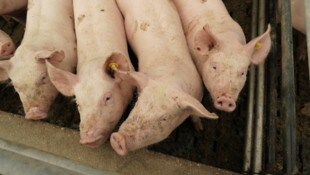 Viele Schweine haben aktuell kaum Platz in ihren Ställen.
