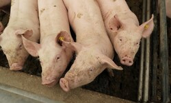 Viele Schweine haben aktuell kaum Platz in ihren Ställen.