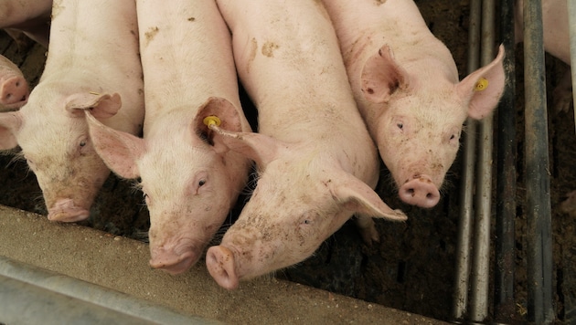 Viele Schweine haben aktuell kaum Platz in ihren Ställen.