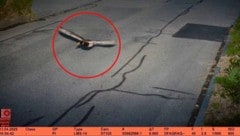 (Bild: Polizeiinspektorat Köniz, Krone KREATIV)