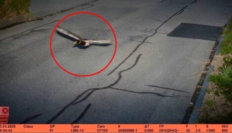 (Bild: Polizeiinspektorat Köniz, Krone KREATIV)