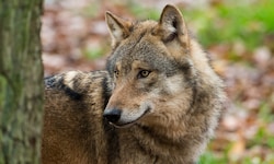 Im Montafon hat ein Wolf am Sonntag ein junges Rind gerissen.