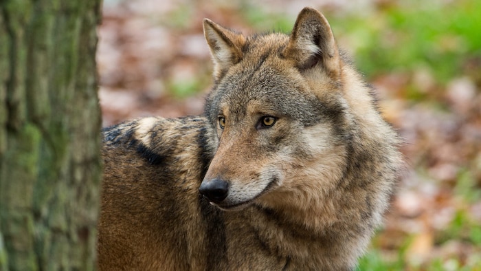 Der Wolf stand im Mittepunkt des Diskussionsabends.