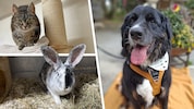 (Bild: Krone KREATIV/Tierheim Linz, Pfotenhilfe Lochen)