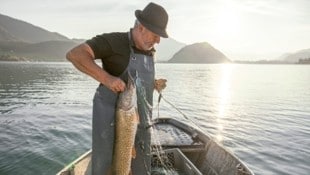 Der Fischer am Wolfgangsee: Nikolaus Höplinger (Bild: Oberösterreich Tourismus/Wolfgangsee/Michael Grössinger)