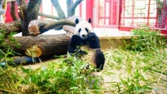 Ein Panda zum Verlieben: entspannter Auftritt bei der großen Begrüßungszeremonie im Tiergarten Schönbrunn. (Bild: Eva Manhart)