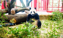 Ein Panda zum Verlieben: entspannter Auftritt bei der großen Begrüßungszeremonie im Tiergarten ...