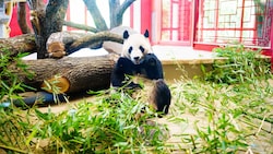 Ein Panda zum Verlieben: entspannter Auftritt bei der großen Begrüßungszeremonie im Tiergarten Schönbrunn. (Bild: Eva Manhart)