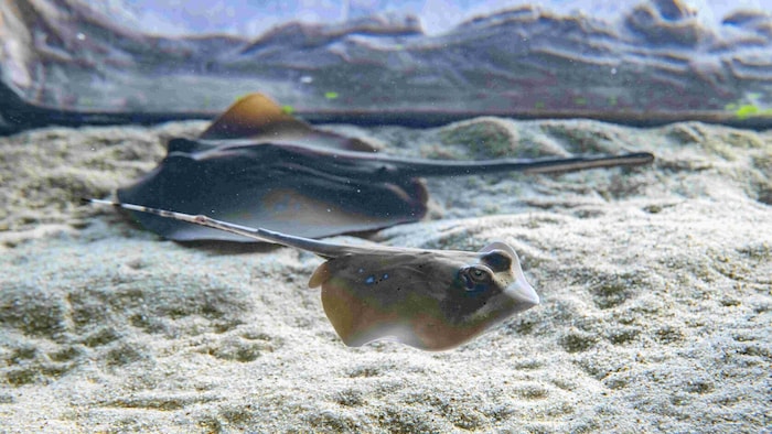 Schwimmen gemeinsam: Muttertier und Nachwuchs