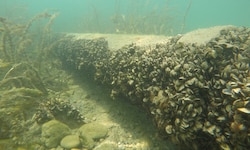 Die Quaggas breiten sich im Bodensee überall aus – und besiedeln unter anderem auch Wasserrohre.