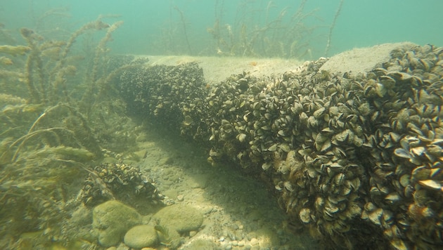 Die Quaggas breiten sich im Bodensee überall aus – und besiedeln unter anderem auch Wasserrohre.