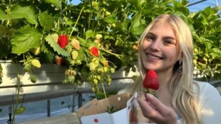 Die ersten Erdbeeren sind schon rot und gut im Geschmack.