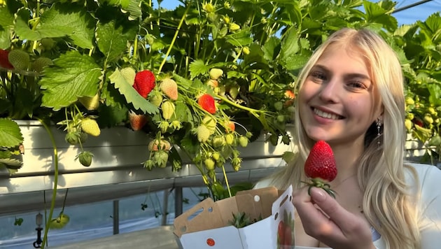 Die ersten Erdbeeren sind schon rot und gut im Geschmack.