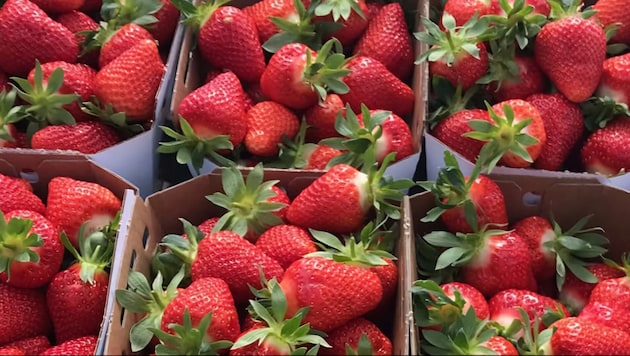 Pflückgenuss in Ebenthal: Süße Hochbeet-Erdbeeren.