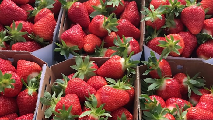 Die Folien-Erdbeeren werden gepflückt angeboten.