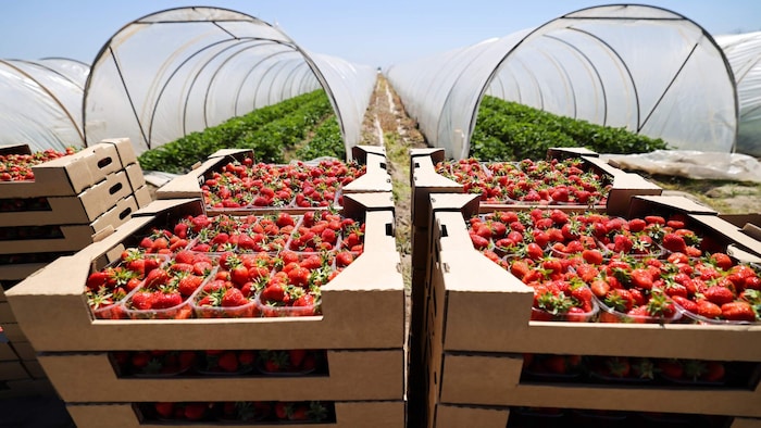 In diesem Folienanbau reifen die Erdbeeren.