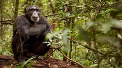 Einige Primaten sind reinlicher als bisher angenommen.