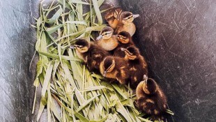 Einige der geretteten Küken. 