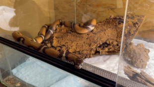 Von der Klomuschel zur Schlangen-Queen: „Khloe“ wirft im neuen Zuhause schon neugierige Blicke ...