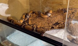 Von der Klomuschel zur Schlangen-Queen: „Khloe“ wirft im neuen Zuhause schon neugierige Blicke ...