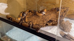 Von der Klomuschel zur Schlangen-Queen: „Khloe“ wirft im neuen Zuhause schon neugierige Blicke auf ihre Fans – diesmal ganz ohne Überraschungseffekt im Badezimmer. (Bild: Tierschutz Austria)