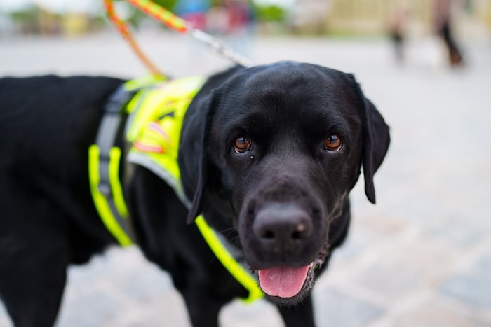 Assistenzhund Balu ist ein treuer Begleiter