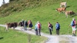 Wo Weidevieh zu Hause ist, sind solche Situationen Alltag. Aber wie soll man sich nach einem neuen Urteil als Wanderer richtig verhalten?  (Bild: Birbaumer Christof)