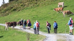 Wo Weidevieh zu Hause ist, sind solche Situationen Alltag. Aber wie soll man sich nach einem neuen Urteil als Wanderer richtig verhalten?  (Bild: Birbaumer Christof)