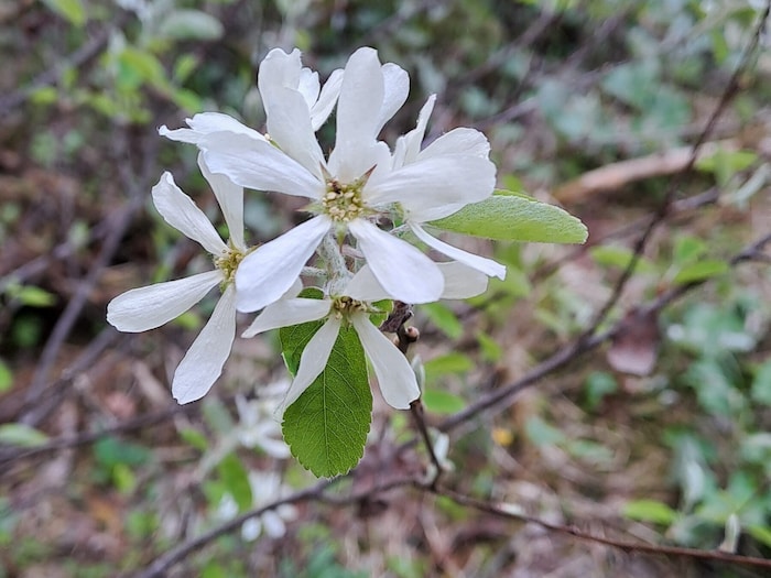 Die Blüte der Felsenbirne.