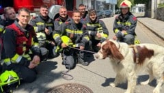„Filli“ konnte von der Feuerwehr zunächst im Dickicht geortet und wenig später von dort aus seiner Notlage befreit werden. (Bild: Feuerwehr Krems an der Donau)
