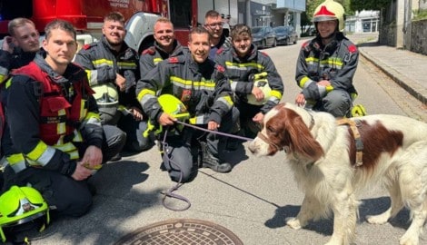 „Filli“ konnte von der Feuerwehr zunächst im Dickicht geortet und wenig später von dort aus seiner Notlage befreit werden. (Bild: Feuerwehr Krems an der Donau)