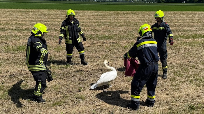 Eine Katze am Dach und ein Schwan neben der Straße: Tierische Einsätze für unsere Florianis