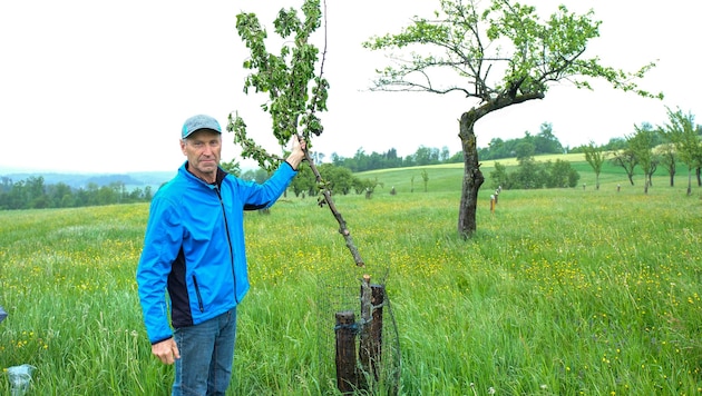 Josef Stirmayr verlor 24 seltene Streuobstbäume.