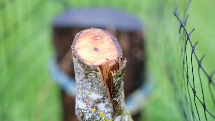 Einer der frisch gekappten Obstbäume
