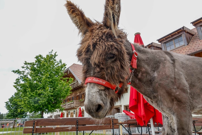 Noch haben die Tiere das Gut Aiderbichl in Henndorf für sich. Zur Wieder-Eröffnung wird es vorerst eine Behelfsküche im Freien geben. 