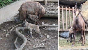Neugierig erkunden die Tierbabys die Gehege. (Bild: Alpenzoo)