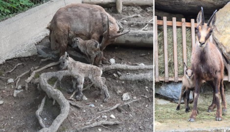 Neugierig erkunden die Tierbabys die Gehege. (Bild: Alpenzoo)