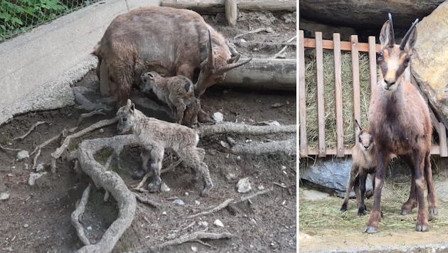 Neugierig erkunden die Tierbabys die Gehege.