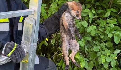Der kleine Fuchs konnte gerettet werden (Bild: Freiwillige Feuerwehr Gablern)