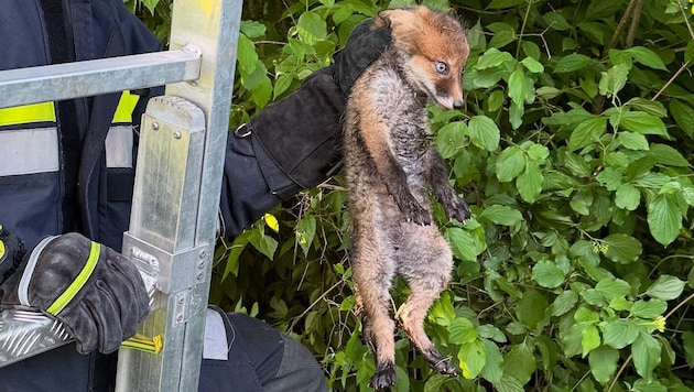 Der kleine Fuchs konnte gerettet werden
