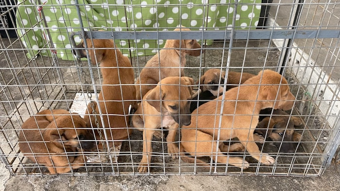 Viele Hunde leben unter erschütternden Bedingungen. 