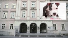 Der Prozess wegen Quälerei dreier Hunde, darunter eines „Staffs“, fand in Linz statt. (Bild: APA/tomispin – stockadobe.com / HELMUT FOHRINGER / APA /picturedesk.com)