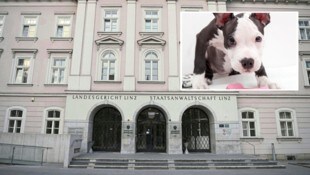 Der Prozess wegen Quälerei dreier Hunde, darunter eines „Staffs“, fand in Linz statt.