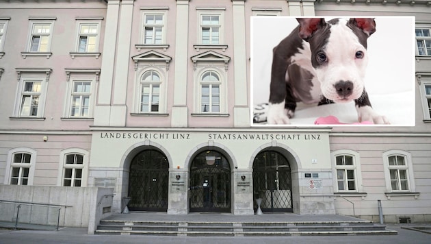 Der Prozess wegen Quälerei dreier Hunde, darunter eines „Staffs“, fand in Linz statt.