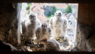 Die vier Wanderfalken-Küken sind seit Freitag wieder vereint