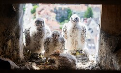 Die vier Wanderfalken-Küken sind seit Freitag wieder vereint