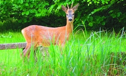 Im Innviertel wurden zwei Wildtiere illegal erlegt (Symbolbild).