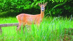 Im Innviertel wurden zwei Wildtiere illegal erlegt (Symbolbild).