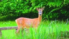 Im Innviertel wurden zwei Wildtiere illegal erlegt (Symbolbild). (Bild: Georg Wastl)