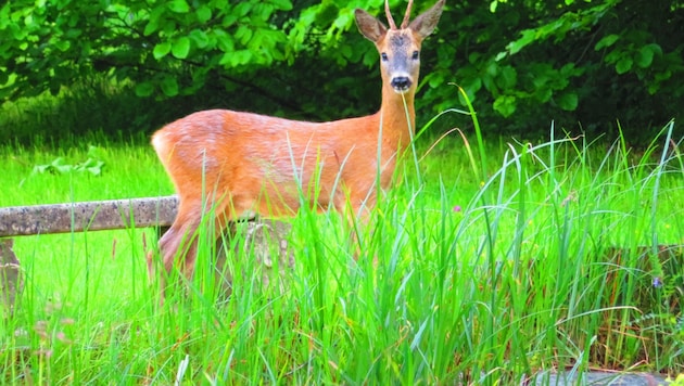 Im Innviertel wurden zwei Wildtiere illegal erlegt (Symbolbild).